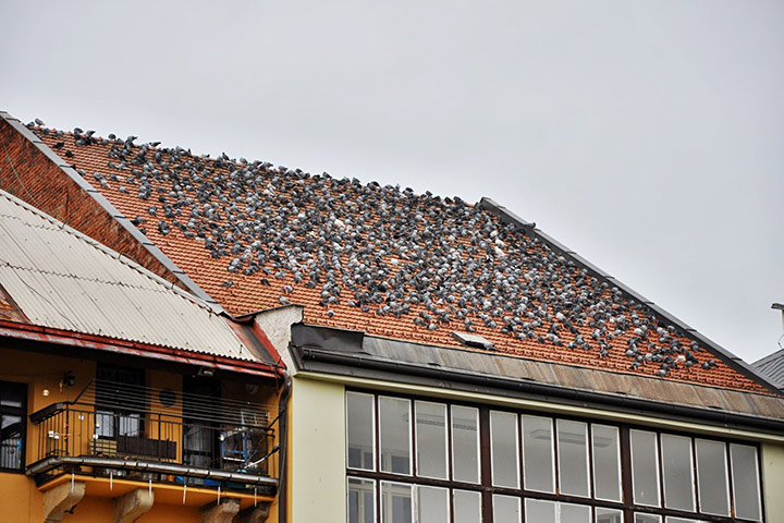 A2B Pest Control are able to install spikes to deter birds from roofs in Tynemouth.