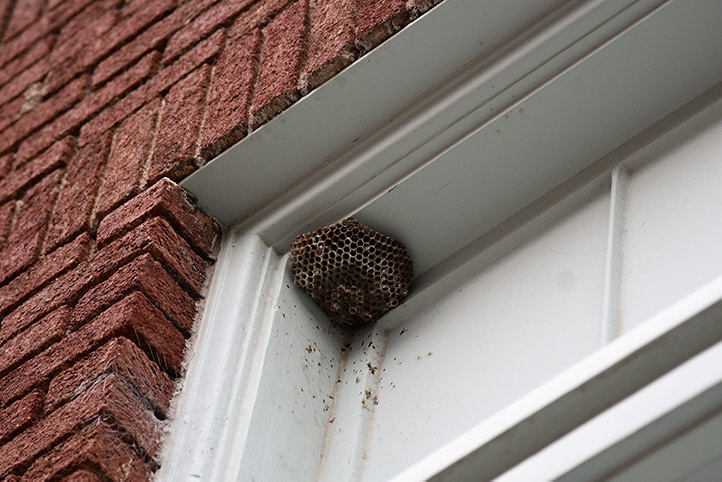 We provide a wasp nest removal service for domestic and commercial properties in Tynemouth.